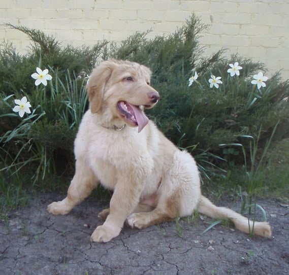 Blumenkind in Moskau