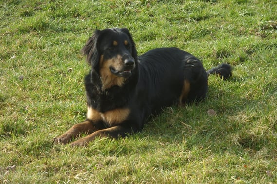 Junge Dame?! März 2011