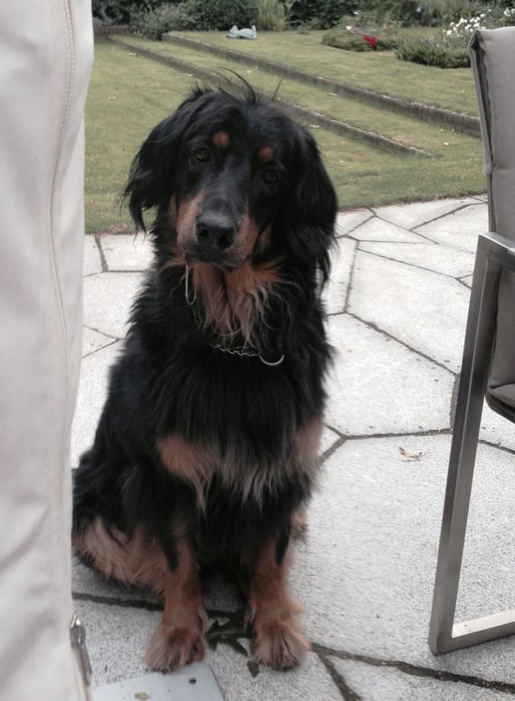 Man beachte die Bera typische Kopfhaltung und den Sabberfaden. 