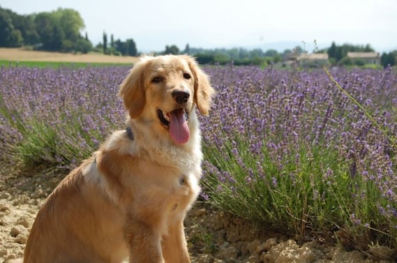 Thalers Sohn vor dem Lavendelfeld
