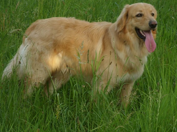 Merlins(Antek vom Silberdistelwald) erster Geburtstag, 12.07.2011
