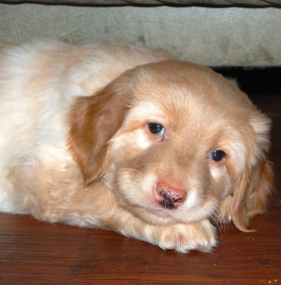 Birdy, noch als "Vor"-Sofawart, 03.03.2013