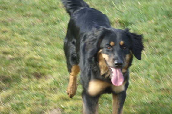 Annabelle springt in den Frühling, März 2011