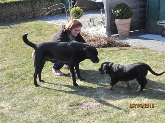erster beidseitig vorsichtiger Kontakt zwischen Nachbarshund Max und Bjarny