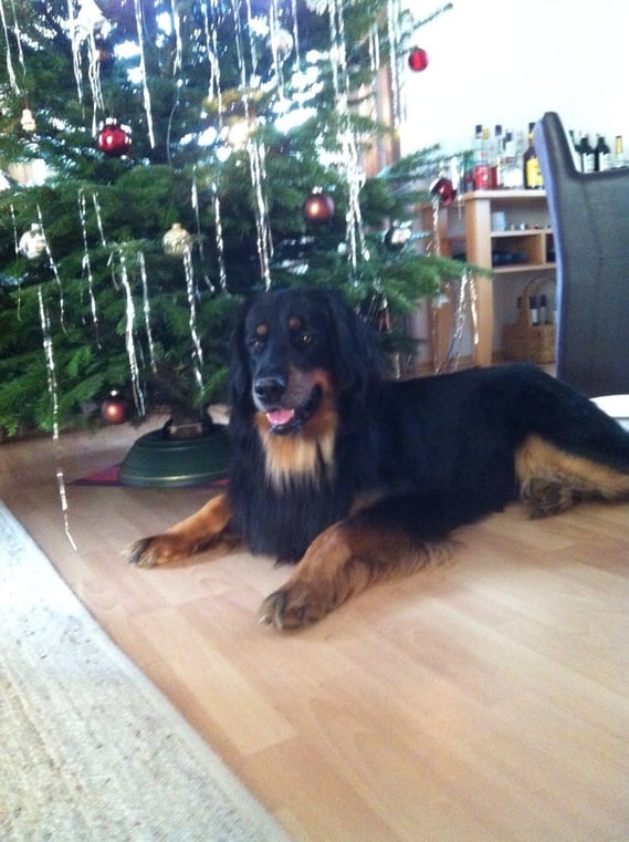 Fröhliche Weihnachten 2014!