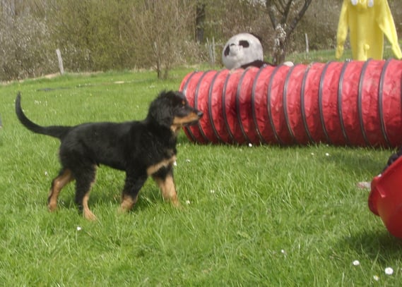 Baki in der Welpenschule Gummersbach: erst mal orten, was hier heute alles ansteht...
