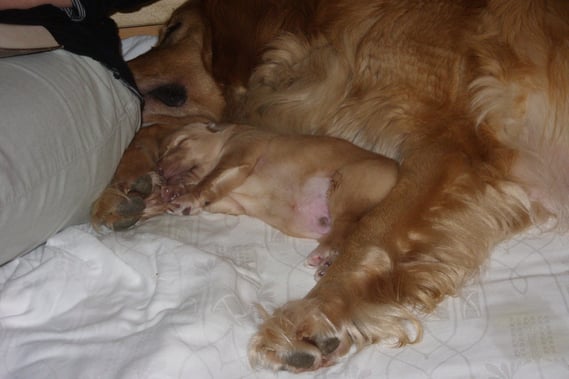 Antek lauscht einer Gutenacht-Geschichte