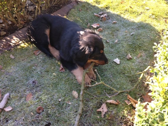 in diesem Garten wird Bera zukünftig einen Teil ihrer Abenteuer erleben...