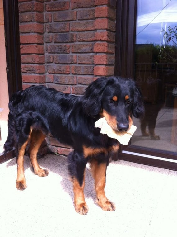 Baki kann zaubern: er verwandelt einen Kauknochen zum Schlabberlappen und ist zu Recht stolz darüber.