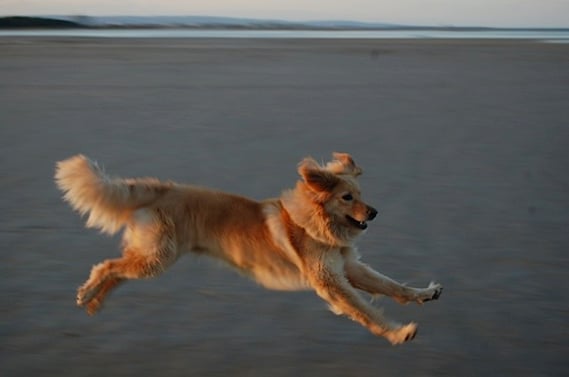 Das Leben ist herrlich!