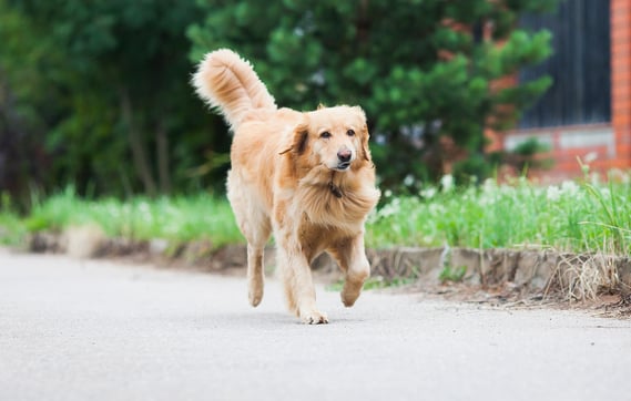 Hey, hier kommt Benji ( Birdy/ Benjamin)