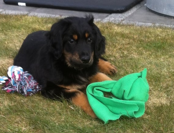 Wir finden, dass Bjarny inmitten seines Spielzeugs in seinem Garten sehr zufrieden aussieht! 04.04.2013