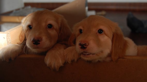 Birdy (links) und Booker, mit 6 Wochen