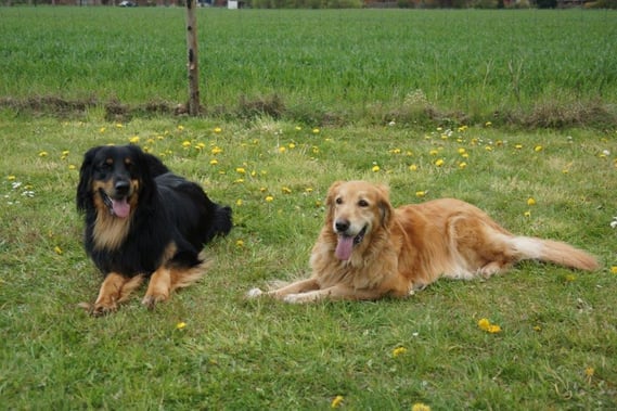 Bjarny (links) und seine Mama Thaler nach ausgiebigen Spiel in Sannum am 03.05.2015