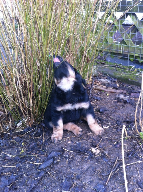 auch der Bambus müsste mal ordentlich zurecht gestutzt werden. Gut, dass wir jetzt tatkräftige Hilfe haben!