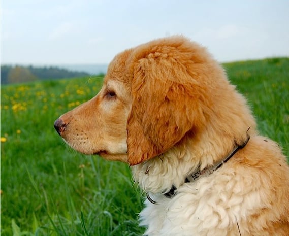wunderhübscher Blondling, mit tollen Aufhellungen (und noch puscheligen, langen Fell, in dem sich der Dreck so gut sammeln lässt...)