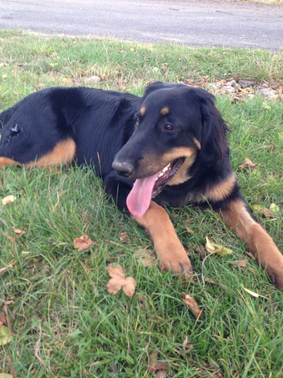 Nach Hundeschule und ausgiebigen Toben mit der "großen" Schwester Annabelle hängt schon mal die Zunge raus... 