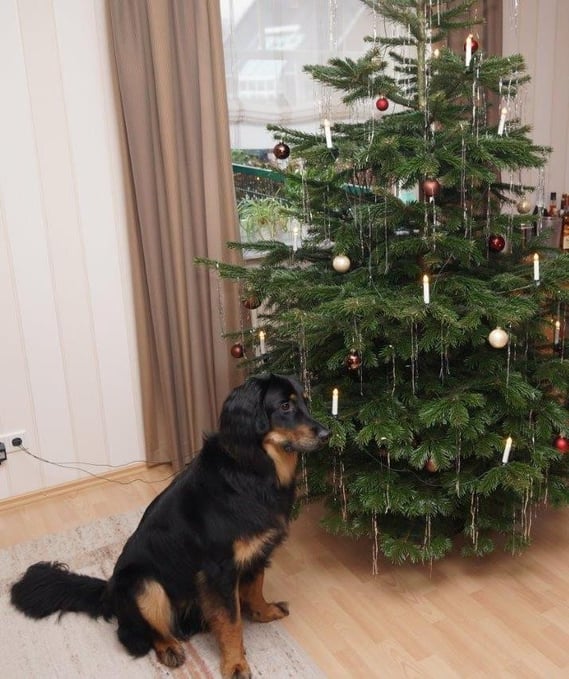 Bjarnys erstes Weihnachten 2013