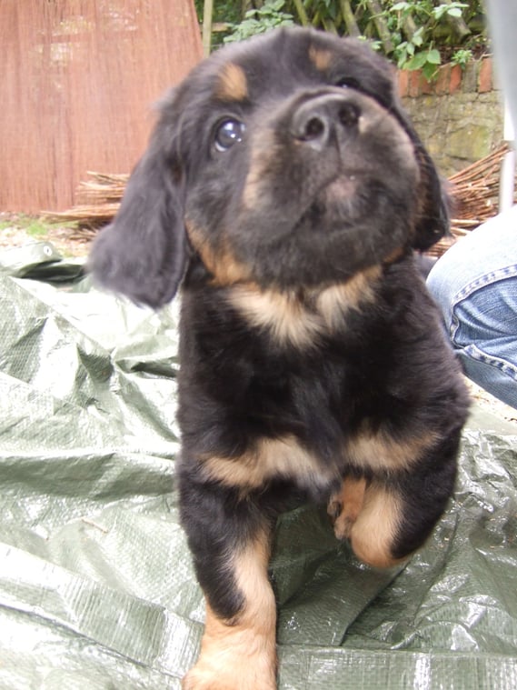 Schnell, schnell Annabelle