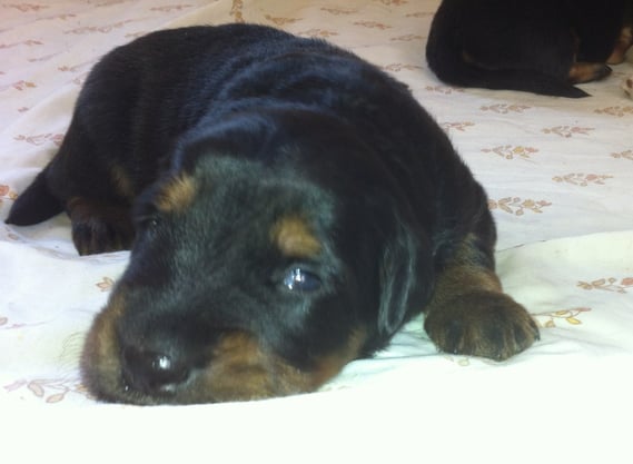 innerhalb eines halben Tages sind die Augen schon doppelt so weit offen 