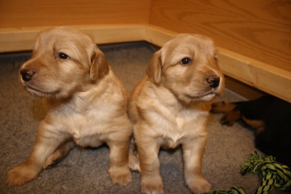 Antek links mit Amie, noch gleichauf im Gewicht