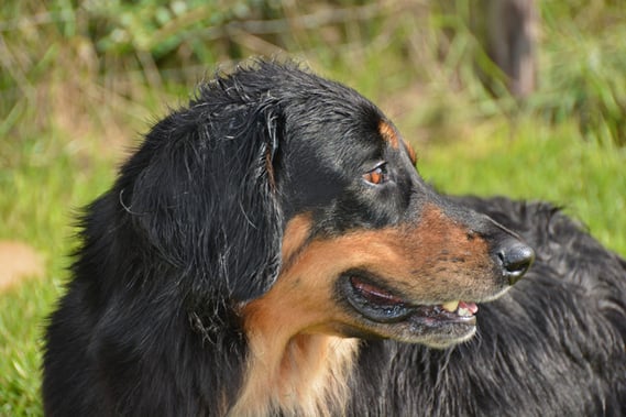 Annabelle mit gut 4 Jahren