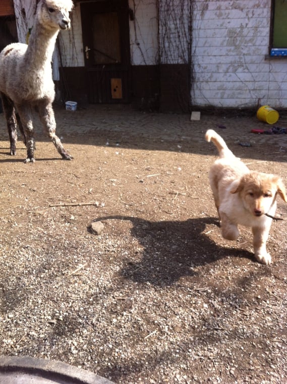 Birdy asks an alpaca to play with him..., 02.03.2013/ Birdy fordert Alpaca Pegasus zum Spielen auf
