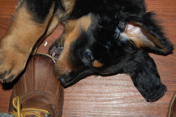 Bera hat den für sie passenden Schuh immer  noch nicht gefunden!