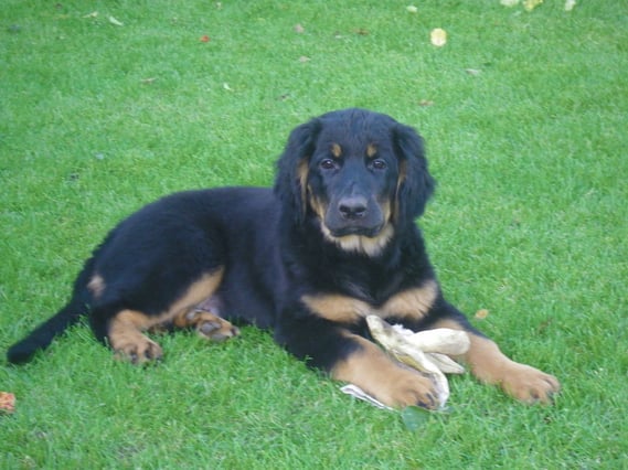 Amigos Garten, Amigos Handschuh