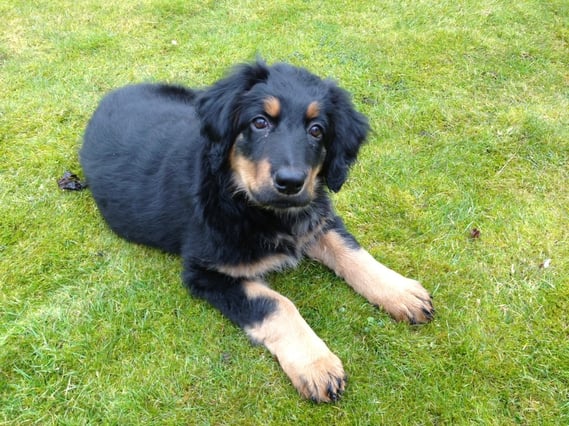 Bera wird heute 11 Wochen alt (und fährt gleich das erste mal mit der U-Bahn...) 