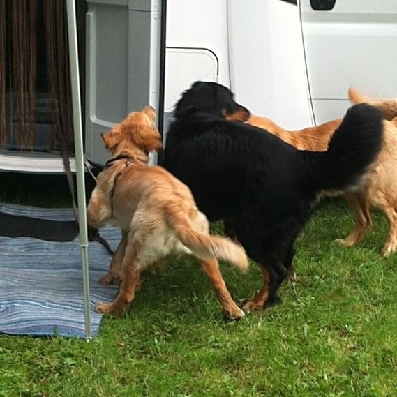 27.06.2013: die ersten Familienmitglieder sind schon in Haltern eingetrudelt: wir hoffen, dass sich die drei Prachtburschen in den nächsten Tagen auch noch von ihrer anderen Seite zeigen werden! von links: Booker Bleik, Papa Booker und Halbbruder Ares