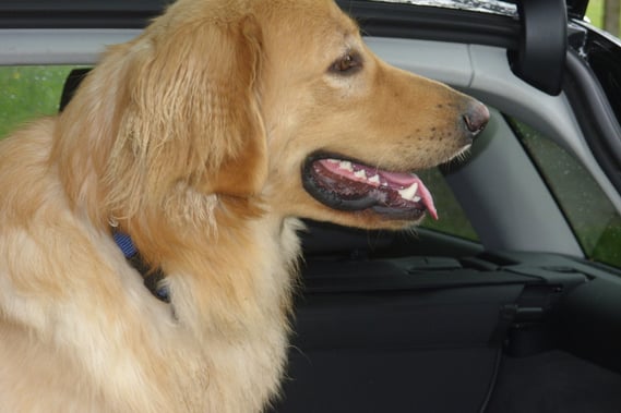 Der Kopf ist zwar "abgeschnitten", aber die Ohrenfransen müssen einfach gezeigt werden...