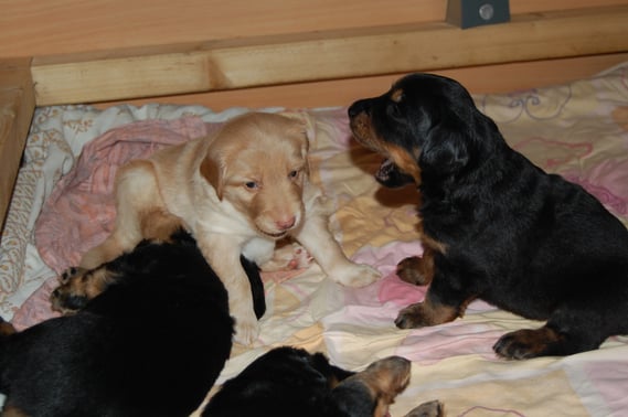 Birdy (links hinten) und Baki (rechts)