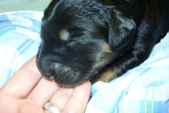 Annabelle Tag 8, kurze "Stillhaltepause"