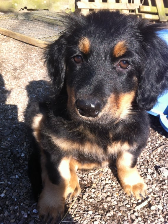 jetzt ist klar, wo Bera bleiben wird: HAMBURG