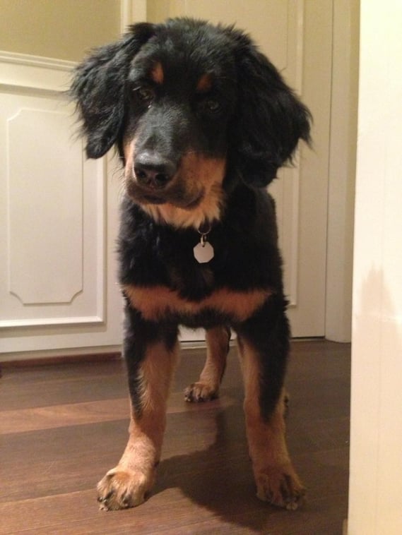 Pünktlich zum Zahnwechsel hat Bera ihren Abschluß in der Welpengruppe erfolgreich absolviert und geht jetzt regelmäßig in die Junghundegruppe. 29.05.2013