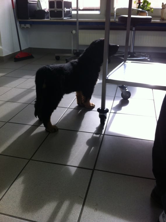 Aufgeschlossen und neugierig, so wanderte Bastian sowohl vor als auch nach der Behandlung durch die Praxisräume