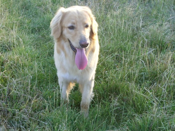 Genau ein Jahr alt! (gerade ordentlich getobt)