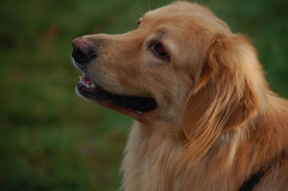 Strahlemann Dezember 2014