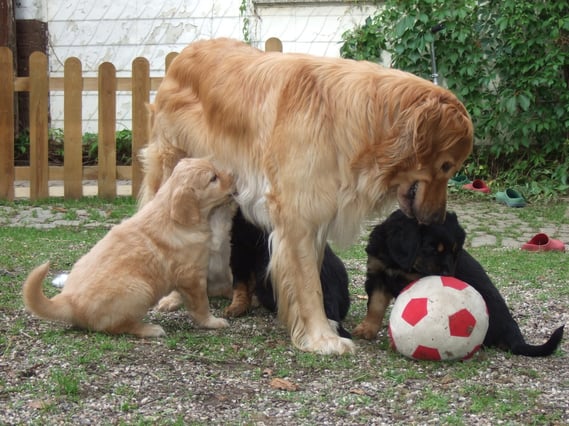 MULTI TASKING Thaler ( hinten Trinken lassen, vorne Abraxas Fußballregeln Erklären)