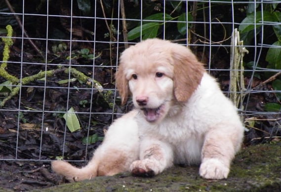 normally Birdy ist es friendly and gentile dog.../ eigentlich ist Birdy ein ganz Netter und gar nicht gefährlich..., 20.03.