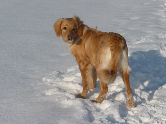 Traumhovawart mit 6 Monaten: Antek (Merlin) vom Silberdistelwald