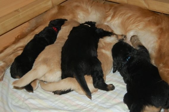 einer der letzen Tage, an denen sich Tahler zum Säugen noch hingelegt hat...