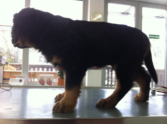 hier ist Baki schon geimpft und gechipt und schaut gelassen aus dem Fenster, während die Blutabnahme vorbereitet wird, 25.03.2013