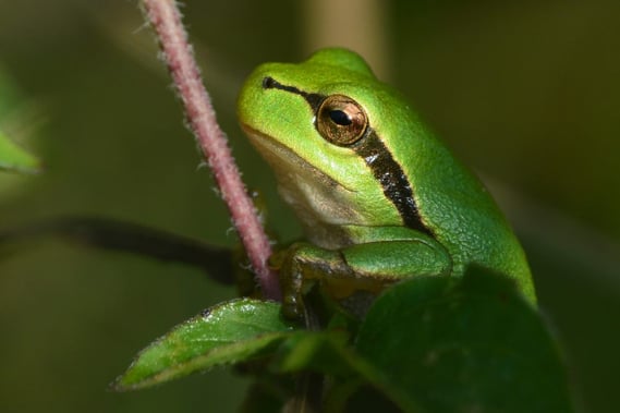 Laubfrosch