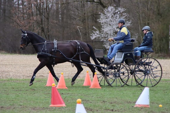 Kreismeister von 2022 Wilfried Hilse vom RuF Eicklingen wird mit seiner Stute Donna H zur Tietelverteidigung antreten!