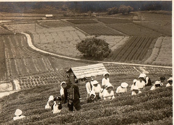 当時の茶畑
