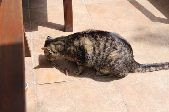 Unser Katzenmädchen Einohr,dem ein halbes Ohr fehlt.