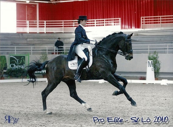 OLIVI, Haras du Feuillard, Photo Astrid Ringot www.racephoto.fr