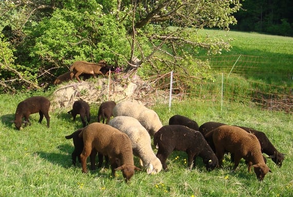 Juraschaf - Lämmer, Merinolandschaf - Lämmer